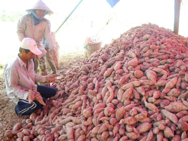 Batatas y nidos de golondrinas vietnamitas se exportan oficialmente a China ảnh 1 Batatas y nidos de golondrinas vietnamitas se exportan oficialmente a China ảnh 1