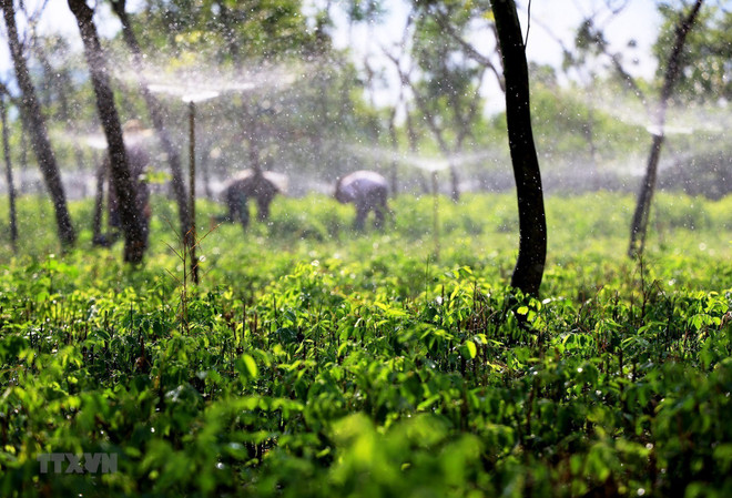 Provincia de Dong Nai se enfoca en construir áreas rurales de nuevo estilo ảnh 2