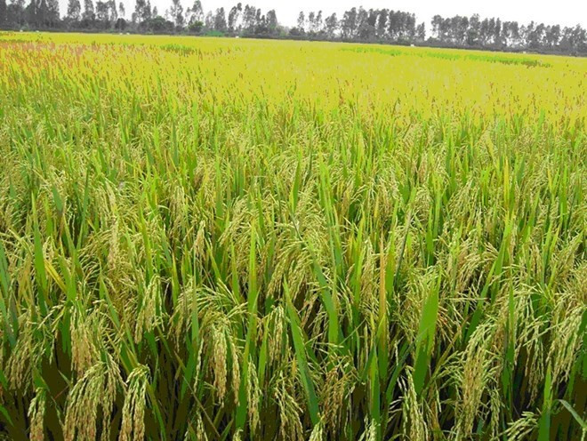 Buscan desarrollar cultivo adaptable al cambio climático en Delta del Mekong ảnh 1