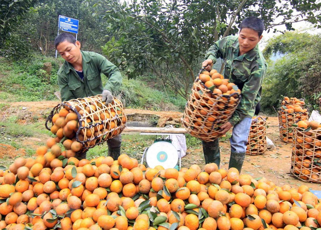 Proyecto de agricultura apoya a personas pobres en provincia vietnamita ảnh 1 Proyecto de agricultura apoya a personas pobres en provincia vietnamita ảnh 1