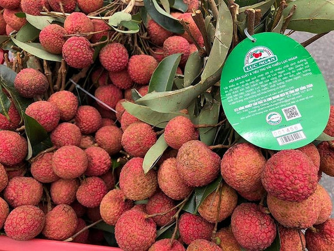 Lichi de Luc Ngan entre los productos típicos de provincia vietnamita de Bac Giang ảnh 1