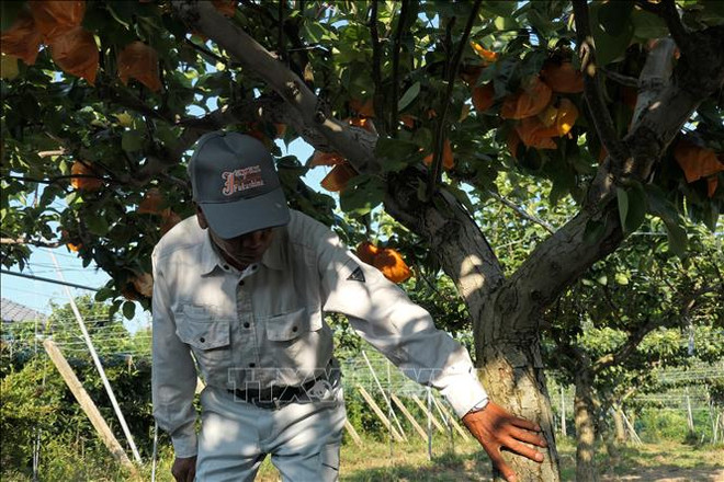 Singapur levanta prohibición a importación de alimentos de prefectura japonesa de Fukushima ảnh 1 Singapur levanta prohibición a importación de alimentos de prefectura japonesa de Fukushima ảnh 1