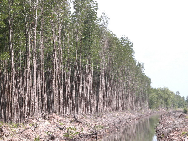 Bosques en provincia vietnamita de Ca Mau enfrentan alto riesgo de incendio ảnh 1