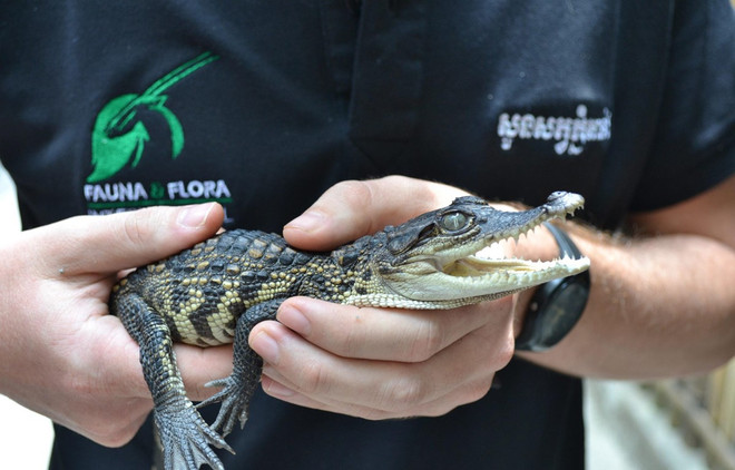 Descubren en Camboya crías de cocodrilo siamés casi extinto ảnh 1 Descubren en Camboya crías de cocodrilo siamés casi extinto ảnh 1
