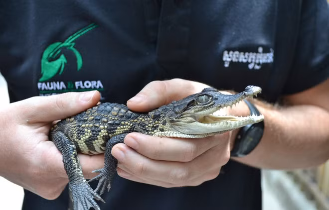 Descubren en Camboya crías de cocodrilo siamés casi extinto ảnh 1