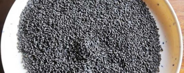 Nuevo descubrimiento sobre cultivo de arroz en Camboya ảnh 1 Nuevo descubrimiento sobre cultivo de arroz en Camboya ảnh 1