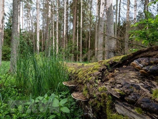 UE financia proyecto de gestión forestal sostenible en provincia vietnamita ảnh 1 UE financia proyecto de gestión forestal sostenible en provincia vietnamita ảnh 1