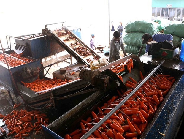 Vietnam y Estados Unidos proyectan impulsar cooperación agrícola ảnh 1 Vietnam y Estados Unidos proyectan impulsar cooperación agrícola ảnh 1