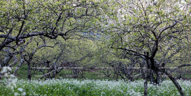 Meseta de Moc Chau, estepa de miles de flores atrae a turistas a Vietnam ảnh 1 Meseta de Moc Chau, estepa de miles de flores atrae a turistas a Vietnam ảnh 1