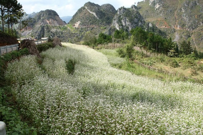 Abre sus puertas Festival de flores de alforfón en meseta Dong Van ảnh 1 Abre sus puertas Festival de flores de alforfón en meseta Dong Van ảnh 1