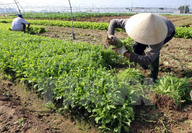 Localidades vietnamita y japonesa colaboran en agricultura ảnh 1