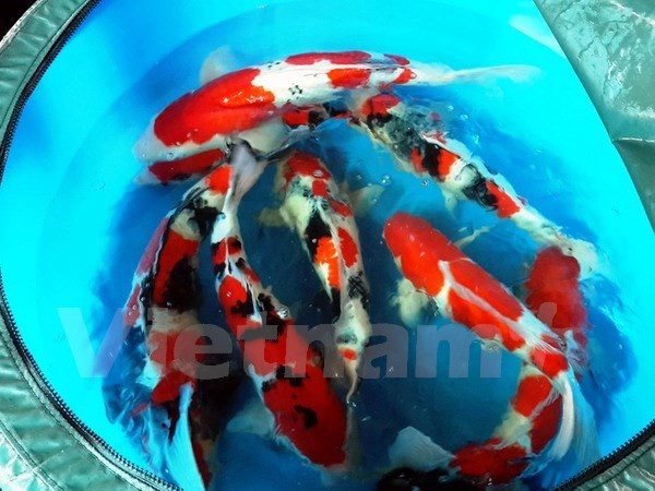 Grupo israelí transfiere tecnología agrícola a provincia vietnamita ảnh 1 Grupo israelí transfiere tecnología agrícola a provincia vietnamita ảnh 1