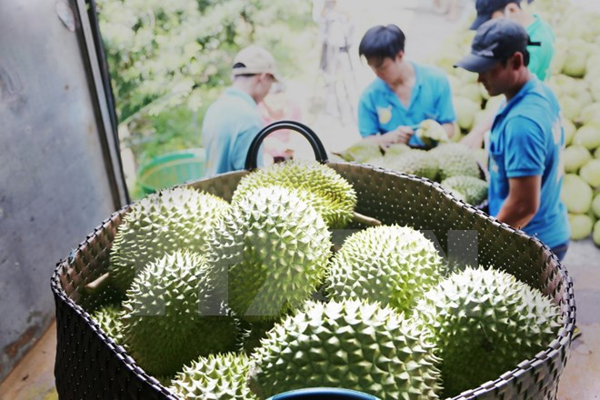 Frutas de Vietnam conquistan mercado internacional ảnh 1