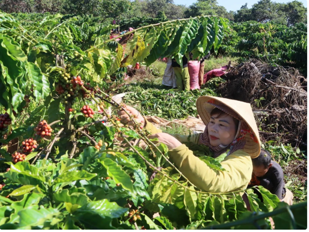 Mejoran calidad de café para aumentar el valor y la competitividad ảnh 1 Mejoran calidad de café para aumentar el valor y la competitividad ảnh 1