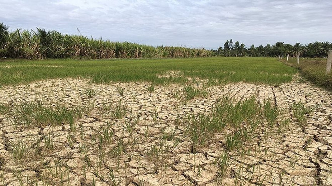 Intrusión de agua salada amenaza la cosecha de arroz en el Delta del Mekong ảnh 1 Intrusión de agua salada amenaza la cosecha de arroz en el Delta del Mekong ảnh 1
