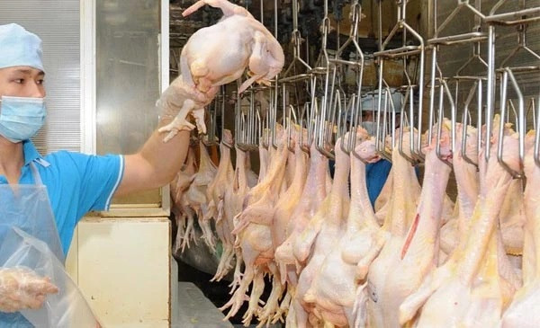 Vietnam exportará a mercado musulmán mil toneladas de carne de pollo por mes ảnh 1 Vietnam exportará a mercado musulmán mil toneladas de carne de pollo por mes ảnh 1