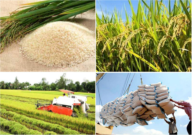 Sector arrocero de Vietnam necesita cadena de producción con conexión más fuerte ảnh 1 Sector arrocero de Vietnam necesita cadena de producción con conexión más fuerte ảnh 1