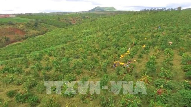 Vietnam por replantar 107 mil hectáreas de café ảnh 2 Vietnam por replantar 107 mil hectáreas de café ảnh 2