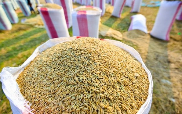 Emite Vietnam nueva política sobre importación de arroz y hojas de tabacos ảnh 1