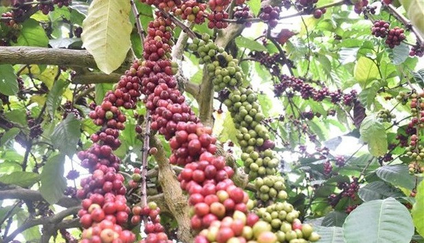 Vietnam por replantar 107 mil hectáreas de café ảnh 1 Vietnam por replantar 107 mil hectáreas de café ảnh 1