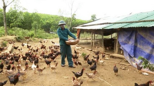 Provincia vietnamita declara fin de epidemia de gripe aviar A/H5N6 ảnh 1 Provincia vietnamita declara fin de epidemia de gripe aviar A/H5N6 ảnh 1
