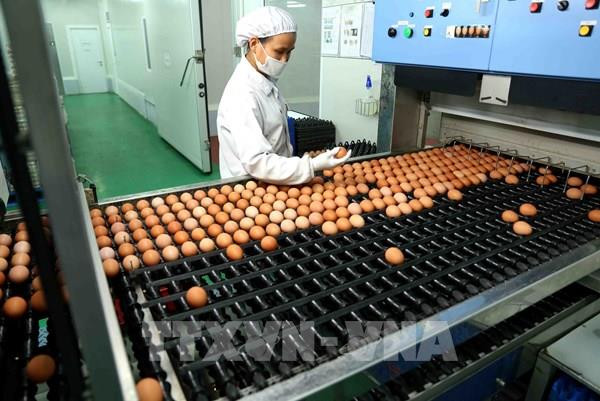 Prohíbe Tailandia la exportación de huevos de gallina durante siete días ảnh 1 Prohíbe Tailandia la exportación de huevos de gallina durante siete días ảnh 1
