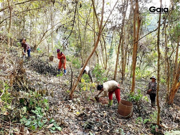 Vietnam restaura siete hectáreas de hábitat forestal para especies en peligro de extinción ảnh 1 Vietnam restaura siete hectáreas de hábitat forestal para especies en peligro de extinción ảnh 1