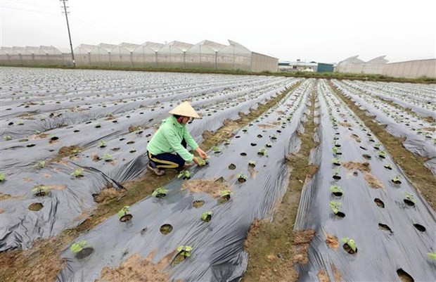 Ciencia y tecnología: llaves para éxito de construcción de nueva ruralidad en Vietnam ảnh 1 Ciencia y tecnología: llaves para éxito de construcción de nueva ruralidad en Vietnam ảnh 1