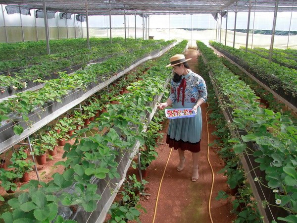 Ciudad Ho Chi Minh cuenta con más de mil 700 empresas agrícolas ảnh 1 Ciudad Ho Chi Minh cuenta con más de mil 700 empresas agrícolas ảnh 1