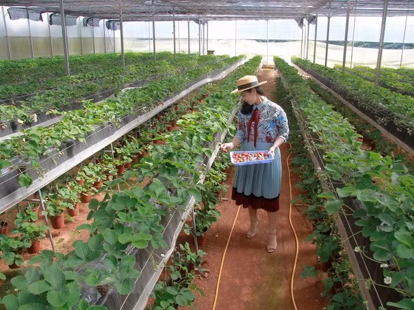 Ciudad Ho Chi Minh cuenta con más de mil 700 empresas agrícolas ảnh 1