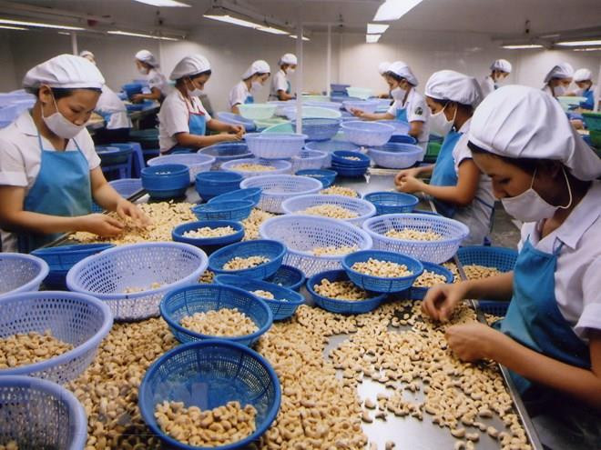 Aumentan exportaciones de anacardo de Vietnam a Estados Unidos ảnh 1 Aumentan exportaciones de anacardo de Vietnam a Estados Unidos ảnh 1