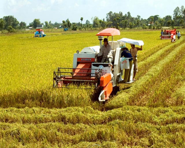 Productividad de arroz en Delta del río Mekong será de tres millones de toneladas ảnh 1 Productividad de arroz en Delta del río Mekong será de tres millones de toneladas ảnh 1