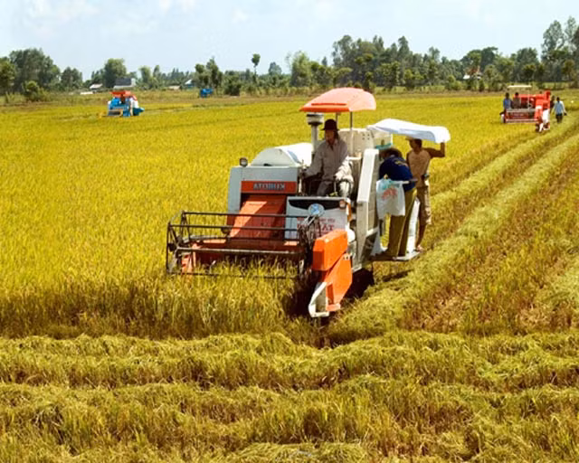 Productividad de arroz en Delta del río Mekong será de tres millones de toneladas ảnh 1
