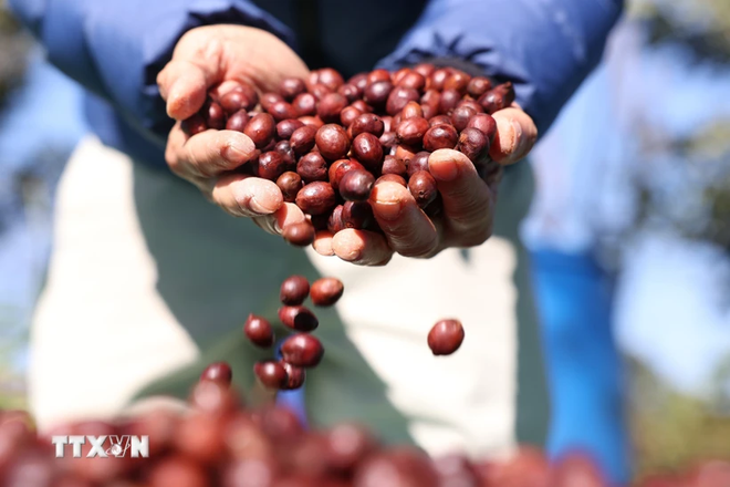 Vietnam se convierte en segundo suministrador de café a UE ảnh 1