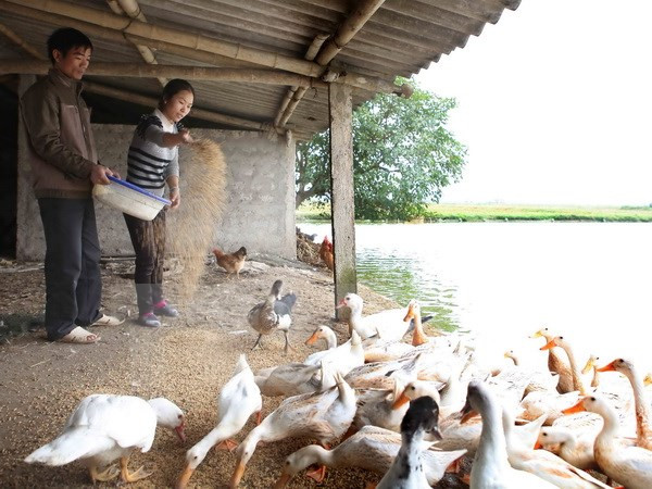 Revisan ejecución de plan de reducción de pobreza en Quang Ngai ảnh 1 Revisan ejecución de plan de reducción de pobreza en Quang Ngai ảnh 1