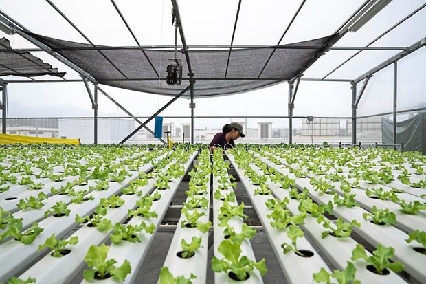 Singapur y Francia acuerdan facilitar el comercio de productos agrícolas ảnh 1 Singapur y Francia acuerdan facilitar el comercio de productos agrícolas ảnh 1