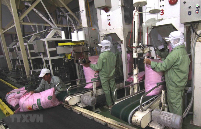 Vietnam podría convertirse en el mayor exportador de arroz en el mundo, según especialistas ảnh 1 Vietnam podría convertirse en el mayor exportador de arroz en el mundo, según especialistas ảnh 1