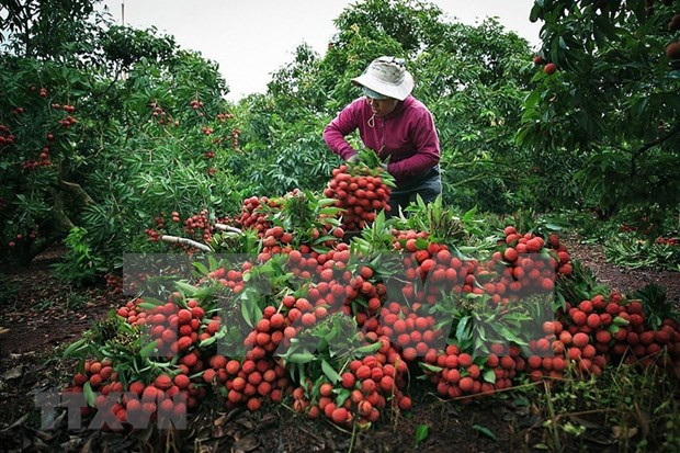 Provincia vietnamita de Bac Giang por promover consumo de lichi ảnh 1 Provincia vietnamita de Bac Giang por promover consumo de lichi ảnh 1