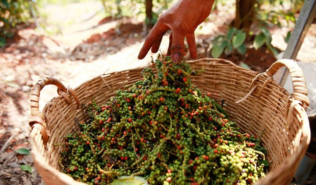 Precio de pimienta camboyana aumenta debido a fuerte demanda de Vietnam ảnh 1 Precio de pimienta camboyana aumenta debido a fuerte demanda de Vietnam ảnh 1