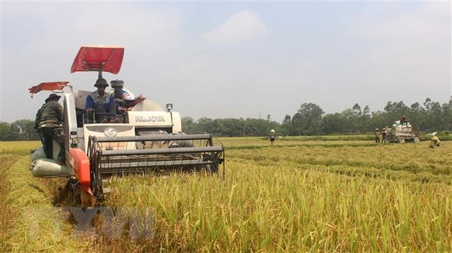 Exportaciones de arroz de Vietnam muestran señales positivas ảnh 1 Exportaciones de arroz de Vietnam muestran señales positivas ảnh 1