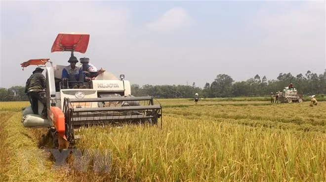 Exportaciones de arroz de Vietnam muestran señales positivas ảnh 1