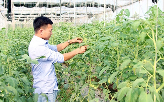 Provincia vietnamita de Bac Lieu promueve el comercio de productos agrícolas ảnh 1 Provincia vietnamita de Bac Lieu promueve el comercio de productos agrícolas ảnh 1