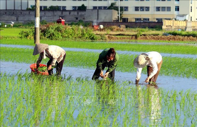 Exportaciones de arroz de Tailandia se encuentran en situación difícil ảnh 1