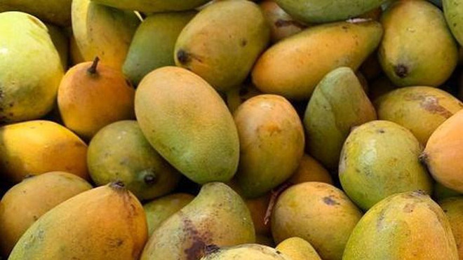 Camboya exportará 500 mil toneladas de mango a China ảnh 1