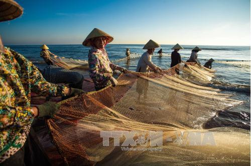 Provincia vietnamita de Binh Thuan se centra en desarrollo sostenible de la pesca ảnh 2 Provincia vietnamita de Binh Thuan se centra en desarrollo sostenible de la pesca ảnh 2