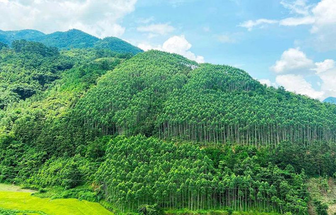 Vietnam ingresa cientos millones de dólares por venta de créditos de carbono forestal ảnh 1 Vietnam ingresa cientos millones de dólares por venta de créditos de carbono forestal ảnh 1