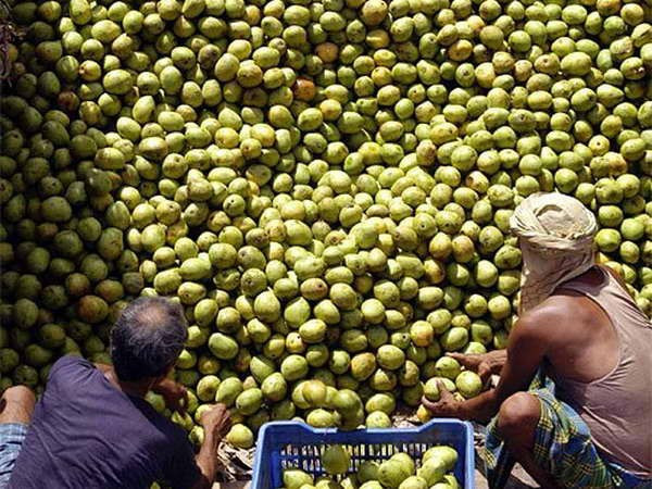  Estudia Dong Nai técnicas japonesas del cultivo de mango ảnh 1