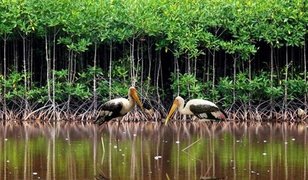 Vietnam por conservar humedales de manera sostenible ảnh 2 Vietnam por conservar humedales de manera sostenible ảnh 2