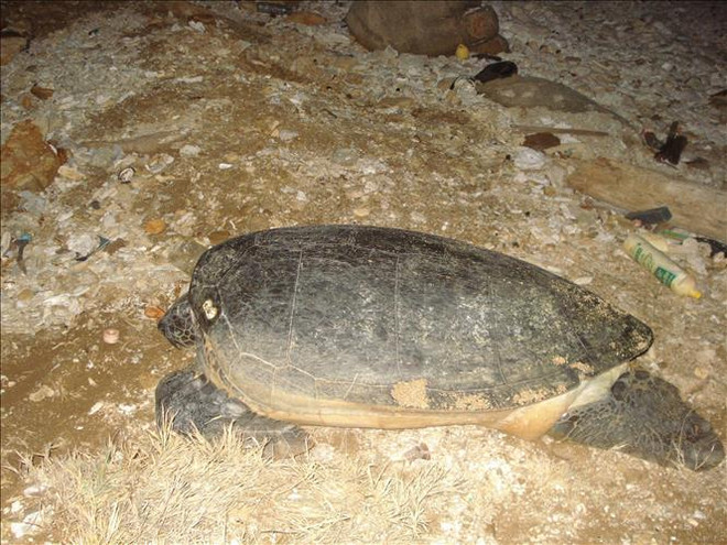 Conservan poblaciones y hábitats de tortugas marinas en Vietnam ảnh 1 Conservan poblaciones y hábitats de tortugas marinas en Vietnam ảnh 1