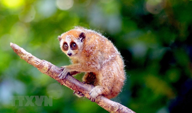 Vietnam se esfuerza por recuperar la vida silvestre ảnh 1 Vietnam se esfuerza por recuperar la vida silvestre ảnh 1